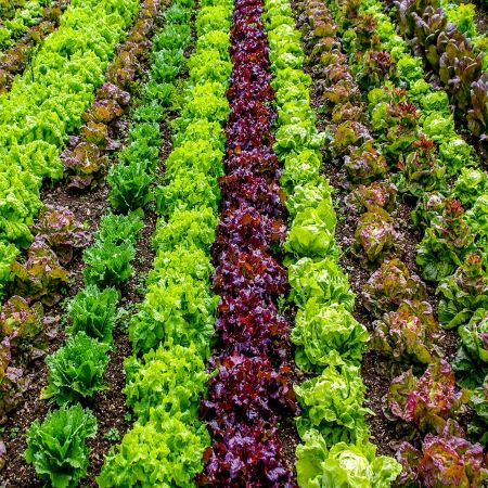Best Nutritionist & Dietician in Hyderabad
